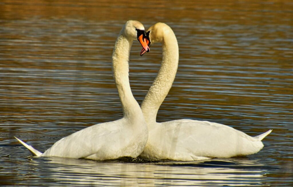 Swans In The Shape Of A Heart